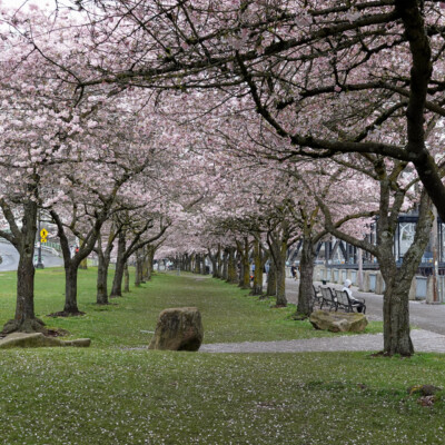 At Tom McCall Waterfront Park: 100 cherry trees blossoming at the same time