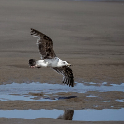 California Gull, Manzanita, June 2025