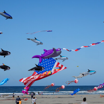 Lots of kites in the air