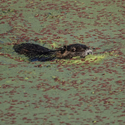 Nutria swimming in the canal