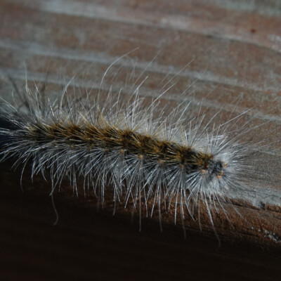 Hairy Caterpillar