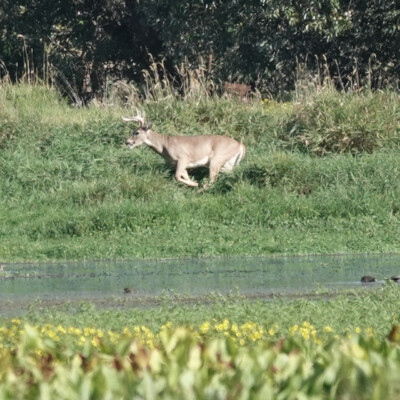 White-tailed Deer