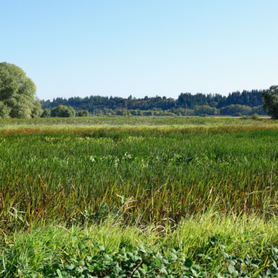 Ridgefield NWR on a beautiful fall day