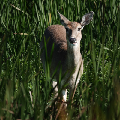 White-tailed Deer