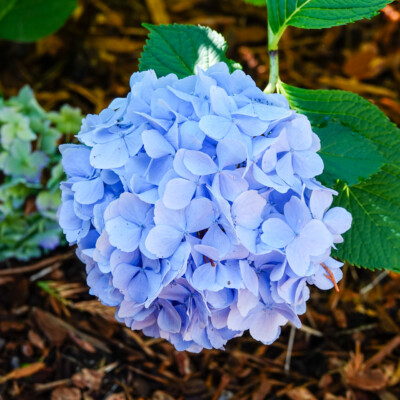 Hydrangea in the wild