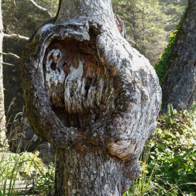 There were many trees with burls in this forest -- a study in how wounds heal