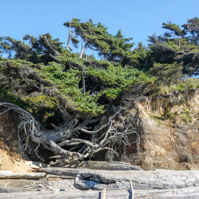 The "Tree of Life" at Kalaloch Beach. Its support is collapsing; yet it persists.