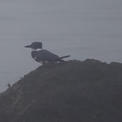 We were greeted at our cabin on the northern Olympic shore by this Kingfisher at sunset