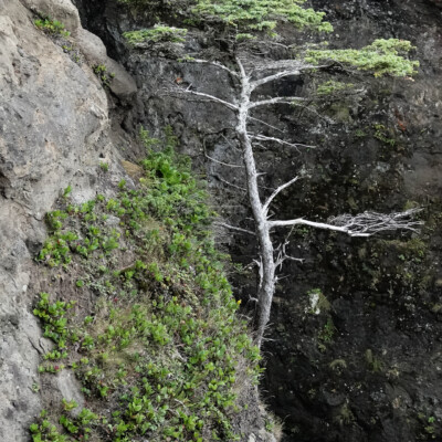 Tenacious life at Cape Flattery