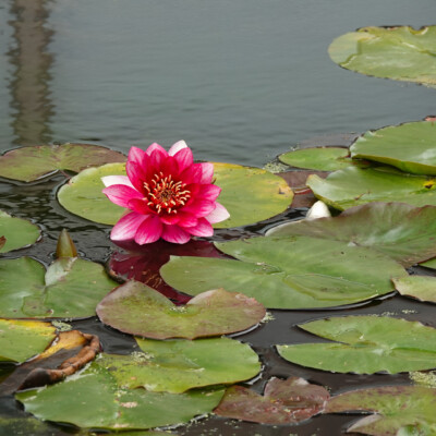 Water Lily