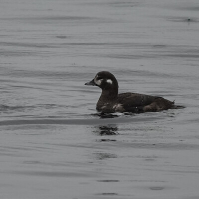A young Harlequin Duck along the Victoria shore