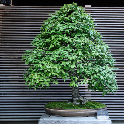 Japanese Garden Bonsai Collection, Fall 2025