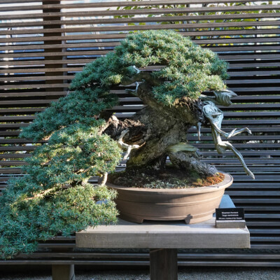 Japanese Garden Bonsai Collection, Fall 2025