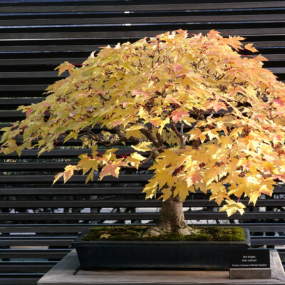 Japanese Garden Bonsai Collection, Fall 2025