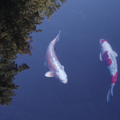 Japanese Garden, Fall 2025
