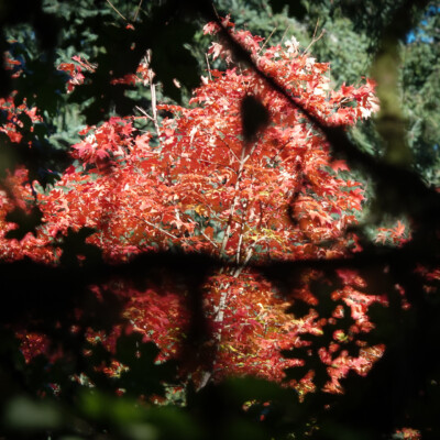 Hoyt Arboretum, Fall 2025