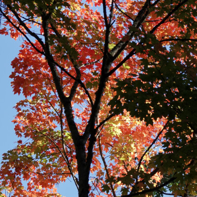 Hoyt Arboretum, Fall 2025