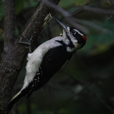 Hairy Woodpecker, Hoyt Arboretum, Fall 2025