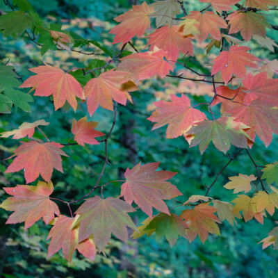 Japanese Garden, Fall 2025