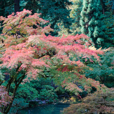 Japanese Garden, Fall 2025