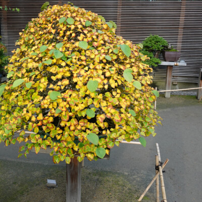 Japanese Garden Bonsai Collection, Fall 2025