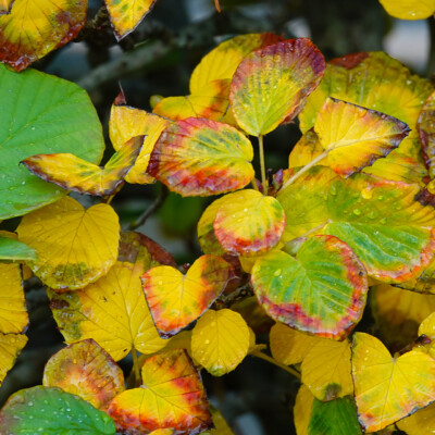 Bonsai close-up, Japanese Garden, Fall 2025