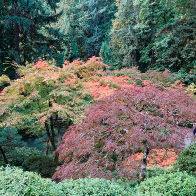 Japanese Garden, Fall 2025