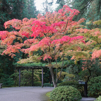 Japanese Garden, Fall 2025