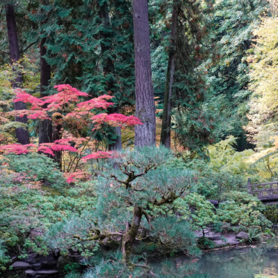 Japanese Garden, Fall 2025