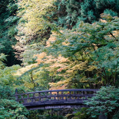 Japanese Garden, Fall 2025