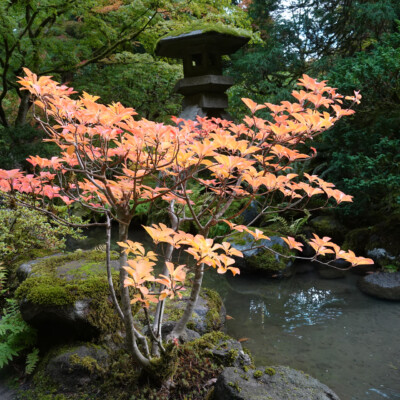 Japanese Garden, Fall 2025
