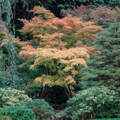 Japanese Garden, Fall 2025