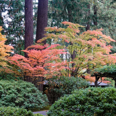 Japanese Garden, Fall 2025