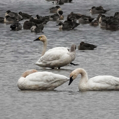 Tundra Swans, Finley NWR, Fall 2025