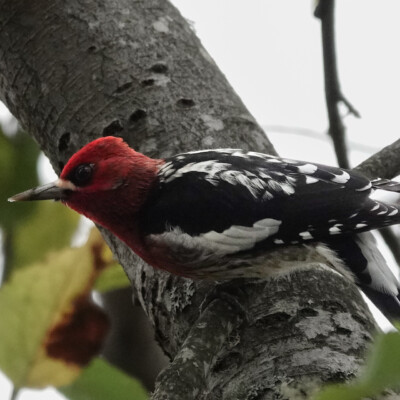 Red-breasted Sapsucker,. Finley NWR, Fall 2025