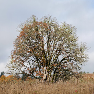 An Oregon White Oak -- the predominant valley tree before agriculture