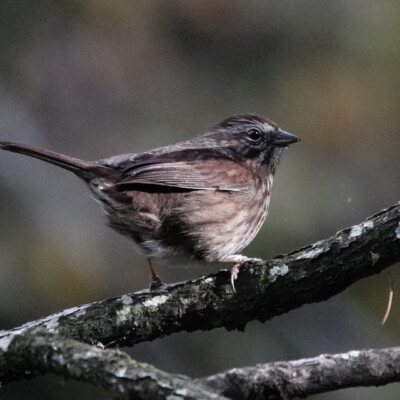 Song Sparrow