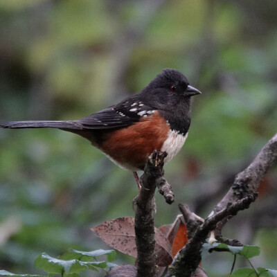 Spotted Towhee