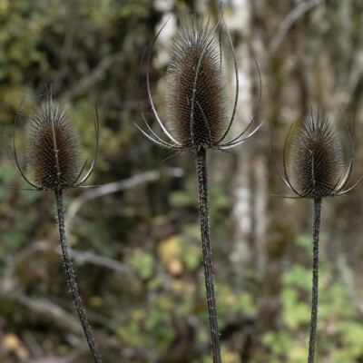 Teasel
