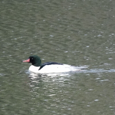 Common Merganser
