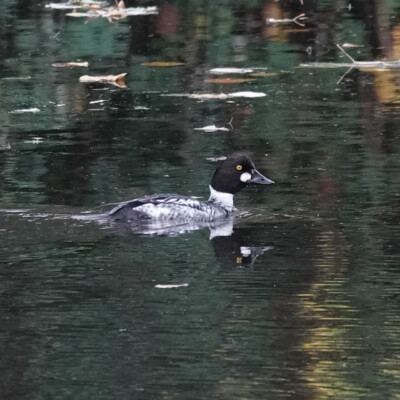 Common Goldeneye