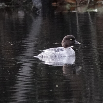 Common Goldeneye