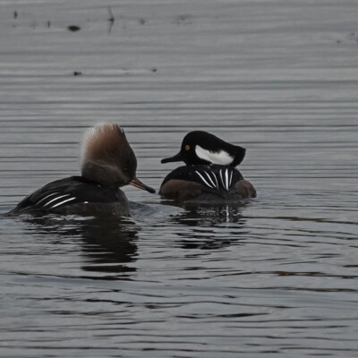 Hooded Mergansers