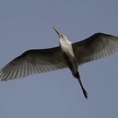 Egret in flight