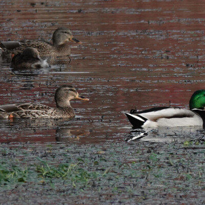 Mallards