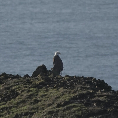 An eagle on the beach on the way to Manzanita