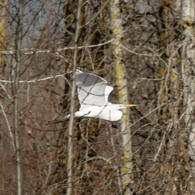 Birds in flight: Egret among the trees
