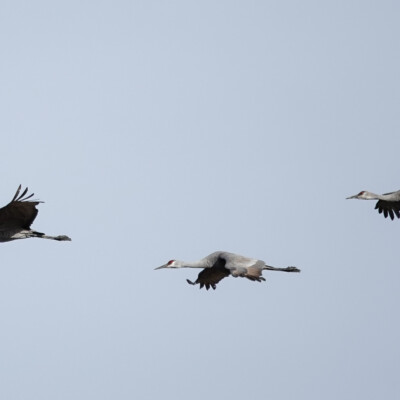 Birds in flight: Sandhill Crane fly-by