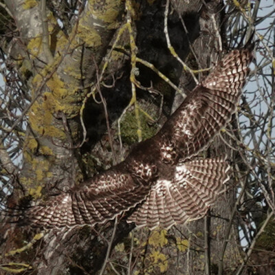 Birds in flight: Red-tail Hawk