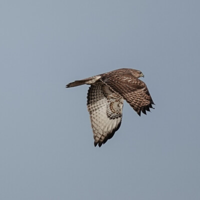 Birds in flight: Red-tail Hawk